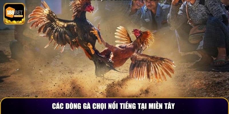 Các dòng gà chọi nổi tiếng tại miền tây