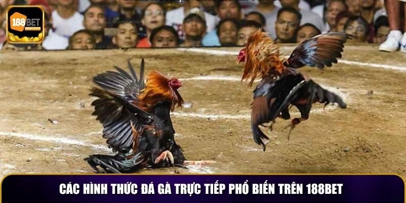 Đá Gà Trực Tiếp 188BET – Đấu Trường Sôi Động Mỗi Ngày 4 Các hình thức đá gà trực tiếp phổ biến trên 188BET
