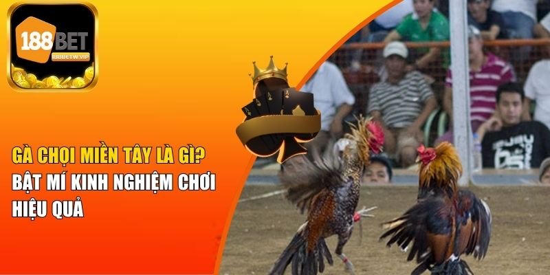 Gà Chọi Miền Tây Là Gì? Bật Mí Kinh Nghiệm Chơi Hiệu Quả 5 Gà Chọi Miền Tây Là Gì? Bật Mí Kinh Nghiệm Chơi Hiệu Quả