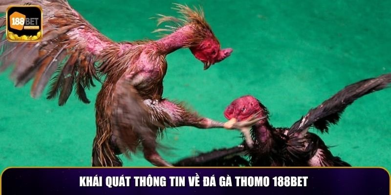 Đá Gà Thomo 188BET – Trải Nghiệm Cá Cược Mới Lạ 2 Khái quát thông tin về đá gà Thomo 188BET