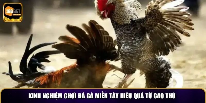 Kinh nghiệm chơi đá gà miền Tây hiệu quả từ cao thủ