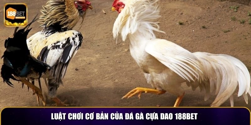 Đá Gà Cựa Dao 188BET – Trải Nghiệm Cá Cược Kịch Tính 3 Luật chơi cơ bản của đá gà cựa dao 188BET