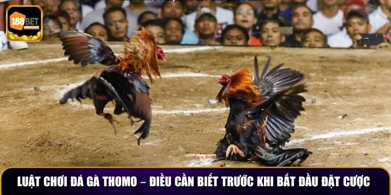 Đá Gà Thomo 188BET – Trải Nghiệm Cá Cược Mới Lạ 3 Luật chơi đá gà Thomo – Điều cần biết trước khi bắt đầu đặt cược