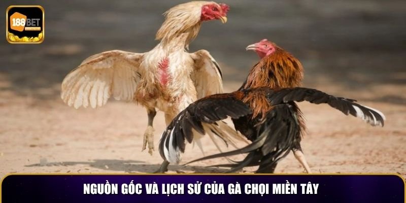 Nguồn gốc và lịch sử của gà chọi miền tây
