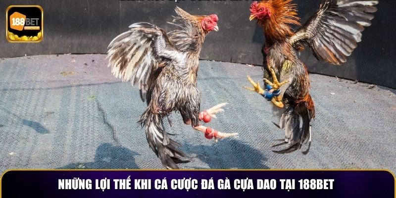 Đá Gà Cựa Dao 188BET – Trải Nghiệm Cá Cược Kịch Tính 4 Những lợi thế khi cá cược đá gà cựa dao tại 188BET