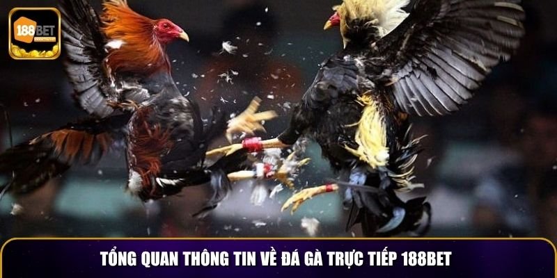 Đá Gà Trực Tiếp 188BET – Đấu Trường Sôi Động Mỗi Ngày 2 Tổng quan thông tin về đá gà trực tiếp 188BET